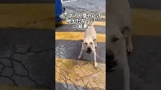 ㊗️1000万再生突破!!!イッヌさんの動画見て笑ったら寝ろwwwww