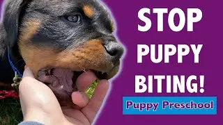 How to STOP Puppy Biting - Learn the Difference of Play vs. Defense!