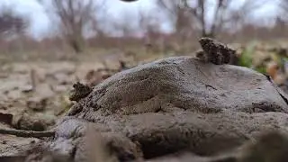 Outdoor Trigger Sounds ASMR // Crispy Leaves, Crunching Twigs and Sticky Mud