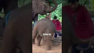 Бассейн для слоненка был слишком мал 😂❤️