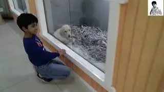Birds and Pet Market, Dubai Pet Lovers