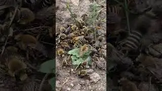 Mining bee's video