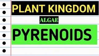 #plantkingdom - #pyrenoids / pyrenoid / #algae