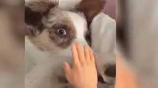Good boy Dog|and|Cat Funny video #funny#animalcontent#Cat#Dog