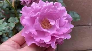Angel Face Rose Purple Rose Blue Rose Lavender Rose #rose #davidaustinroses #davidaustin