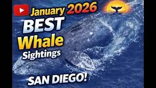 JANUARY 2026 Best Sightings San Diego Whale Watch