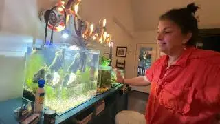 My Favorite 3 Aquascaping Products You Need (Shrimp & Plant Safe)