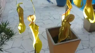 PLANTA EX&Oacute;TICA LINDA 😍 COMO CULTIVAR!