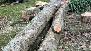 7 meter maple tree felled with Stihl ms 660 chainsaw