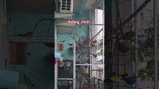 aviary mini drama china #drama #dramachina #aviary #birds #viral #shortvideo #shorts