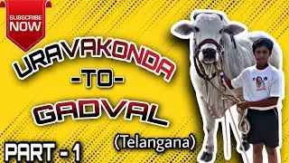 URAVAKONDA TO GADVAL PA- GUNTAM -VENKATAPURAM   BULL RACE PART-1 ❕