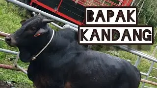 Ambil Lembu Jantan Yang Baru Untuk Buat Bapak Kandang