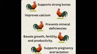 Calgophos Supplement - Essential Poultry Nutrition