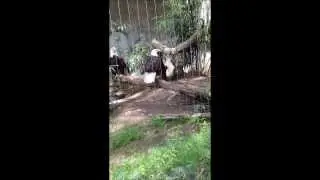 Eagles Pooping