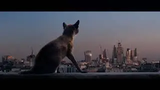3d Fox Animation
