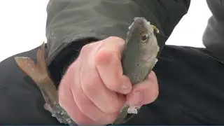Хариус на тиховодье. Часть 1