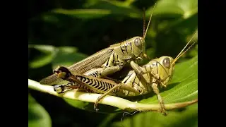 Short Public Speaking About Life of Grasshopper-English For Academic Purpose