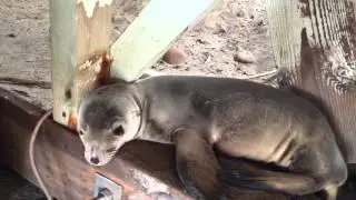 Starving Baby Sea Lion Pup about to be rescued by California Wildlife Center