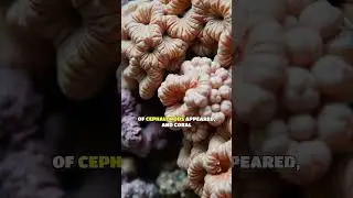 Marine Life Explodes in the Ordovician: Biodiversity in Ancient Oceans
