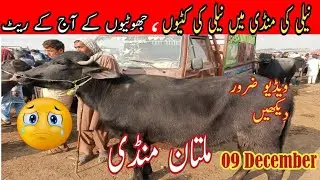 Nili ki Jhotian kattian  Buffalo Market in Punjab Multan Mandi | Multan Mandi pk | 09/12/2024/