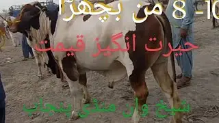 Cow mandi 2021| qurbani 2021 | bakra eid 2021| qurbani janwar punjab sheikhwan cow price     #shorts