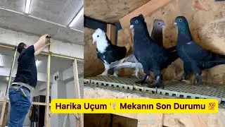 KUŞLARIMIZ ÜÇLÜ UÇUMDA HARİKA UÇTU 🕊️ MEKANIMIZIN SON HALİ 💯 Taklacı Güvercin Oyunkuşu