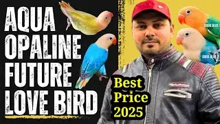 Aqua opaline future love bird Price 2025 || Welcome birds offer