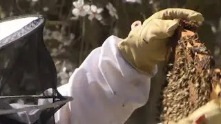 Wet winter weather impacting bee pollination and reproduction