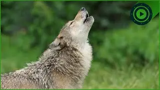 Apex Predators Unleashed: Wolf Packs, Solitary Bears, and the Fox's Strategy