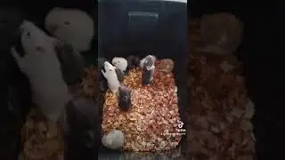 standing hamster