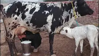 Frzian Cholistani Corss Cow (03005104051) YouTube. 18-1-2026