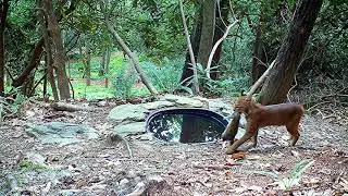 Water hole wildlife behind our home in Hendersonville, NC. (2020-21)