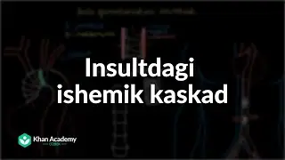 Insultdagi ishemik kaskad | Insult | Tibbiyot