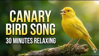 Canary long video |masteran kenari #birds #canary #kenari