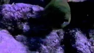 Flipper UW Escape