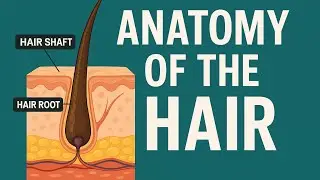 Hair Science 01 |Hair science and Hair Anatomy Explained in Hindi | Hair Structure | Hair Root 