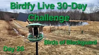Birdfy Live 30-day Challenge 5/2 #birdfylive #birdfy30daychallenge #birdfy