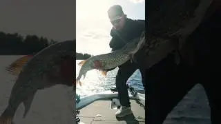 Mega Pike alert! 🐊 #pike #bigpike #sportsfiske