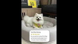 Another happy customer, another happy pup 🐾Thank you for trusting us with your fur baby&rsquo;s comfort!
