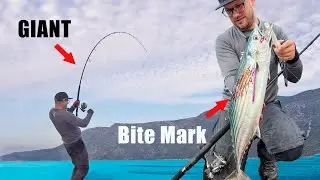 IT ATTACKED 😱 MY BONITO - FISHING MYSTERY‼️