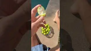 Путса или ююба &ndash; очень необычный фрукт (унаби, зизифус, китайское яблоко &hellip; имен уйма)