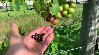 Edible Wild Florida Grapes
