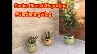 Snake Plant Repotting Tips: How to do it? Best low light air purifying indoor plant. Gardening Vlog