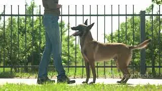 Presa Canario vs Boerboel    #PresaCanario #Boerboel #DogShowdown #WildlifeDocumentary #DogBreeds