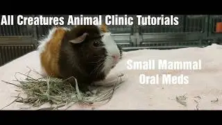 All Creatures Animal Clinic Tutorials: Small Mammal Oral Meds