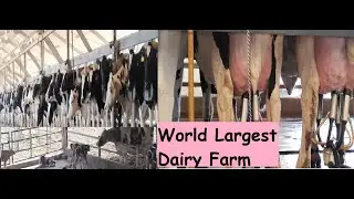 World Largest Dairy Farm in Saudi Arabia | Almarai