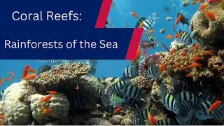 Coral Reefs: Rainforests of the Sea