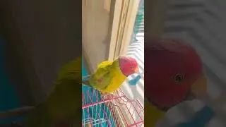 Plum headed Parrot Speaking