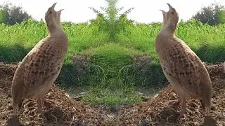 Irani teetar ki awaz Teetar ki awaz Partridge hunting sound Teetar awaz