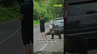What happens when you don't pay attention #bear #wildanimals #animalencounters #scare #shorts